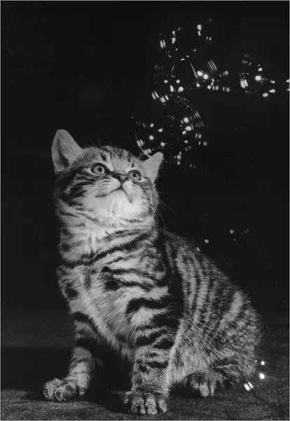 Tabby kitten looking up at bubbles