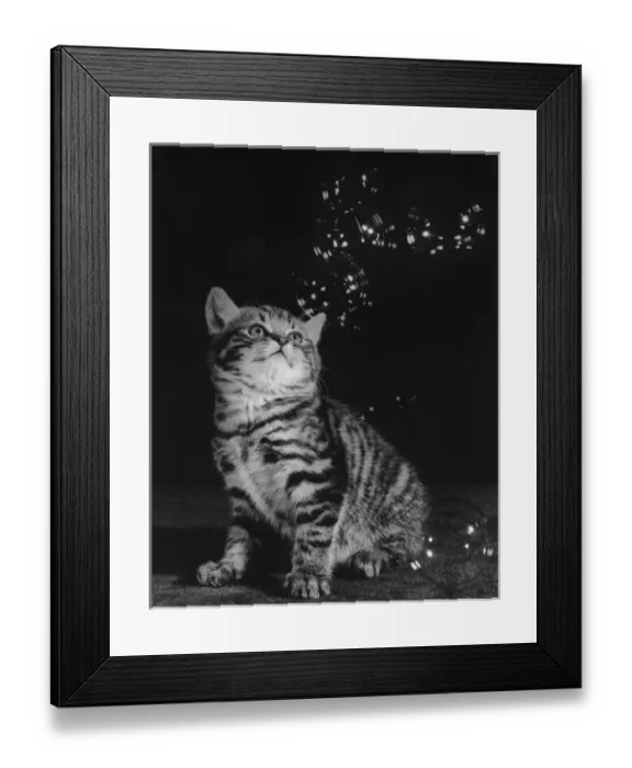 Framed Print : Tabby kitten looking up at bubbles Framed Print : Tabby kitten looking up at bubbles