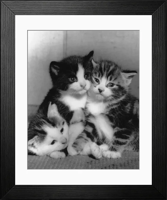 Framed Print : Three kittens huddled together Framed Print : Three kittens huddled together