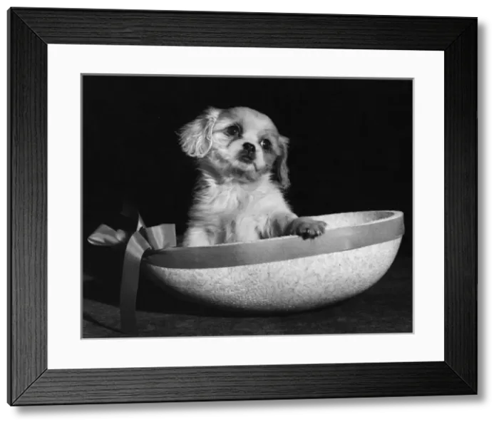 Framed Print : Cavalier King Charles spaniel puppy in Easter egg box Framed Print : Cavalier King Charles spaniel puppy in Easter egg box