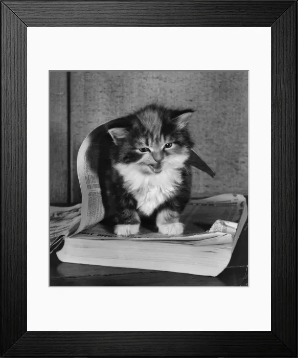 Framed Print : Kitten with telephone directory Framed Print : Kitten with telephone directory
