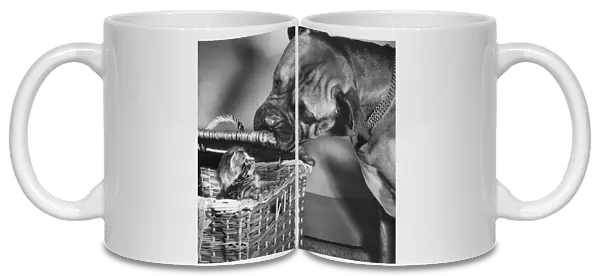 Boxer dog with tabby kitten in a basket