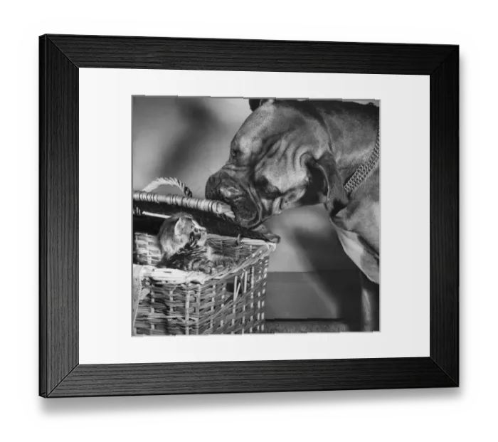 Framed Print : Boxer dog with tabby kitten in a basket Framed Print : Boxer dog with tabby kitten in a basket