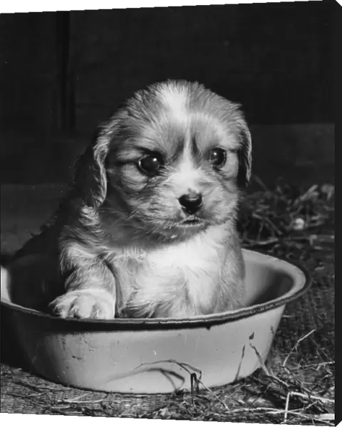 Cavalier King Charles spaniel puppy in bowl