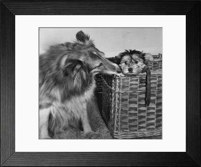Framed Print : Collie with smaller dog in basket Framed Print : Collie with smaller dog in basket