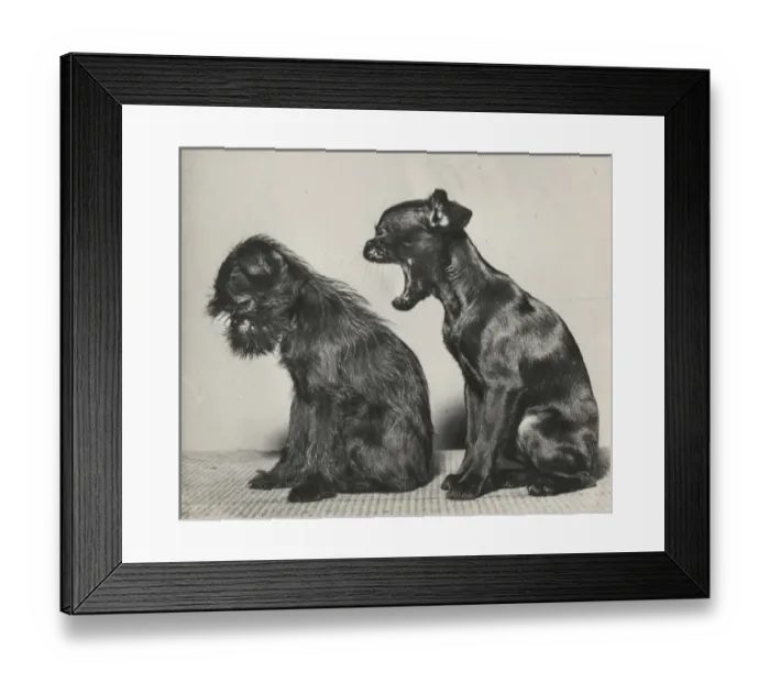 Framed Print : Two small dogs in profile Framed Print : Two small dogs in profile
