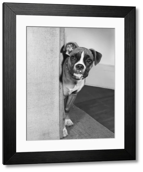 Framed Print : Boxer dog behind a curtain Framed Print : Boxer dog behind a curtain