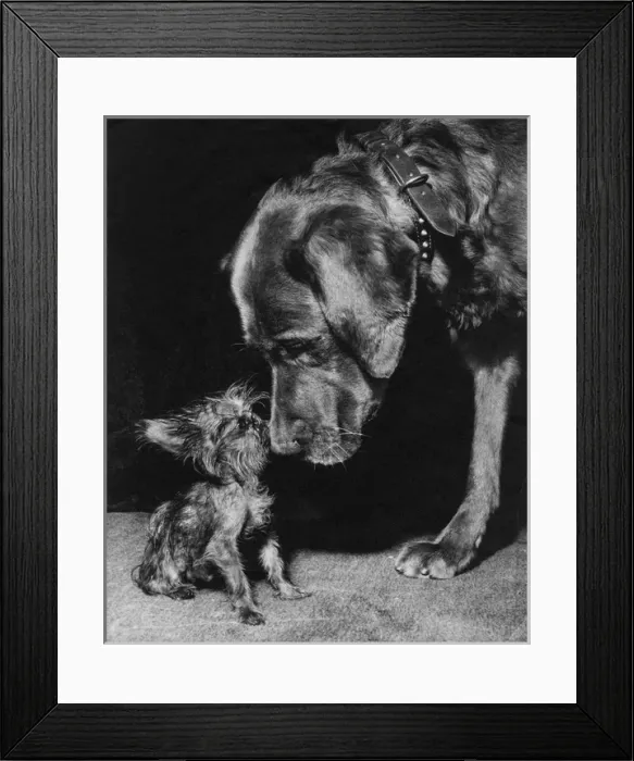 Framed Print : Yorkie and large dog Framed Print : Yorkie and large dog