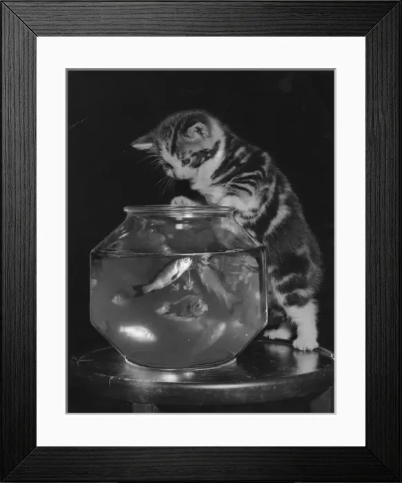 Framed Print : Kitten mesmerised by goldfish Framed Print : Kitten mesmerised by goldfish