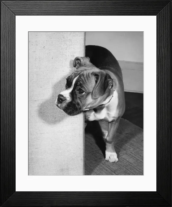 Framed Print : Boxer dog emerging from behind a curtain Framed Print : Boxer dog emerging from behind a curtain