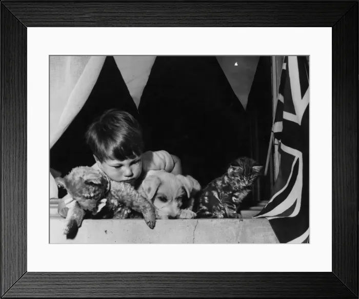 Framed Print : Little boy with teddy bear, puppy and tabby kitten Framed Print : Little boy with teddy bear, puppy and tabby kitten