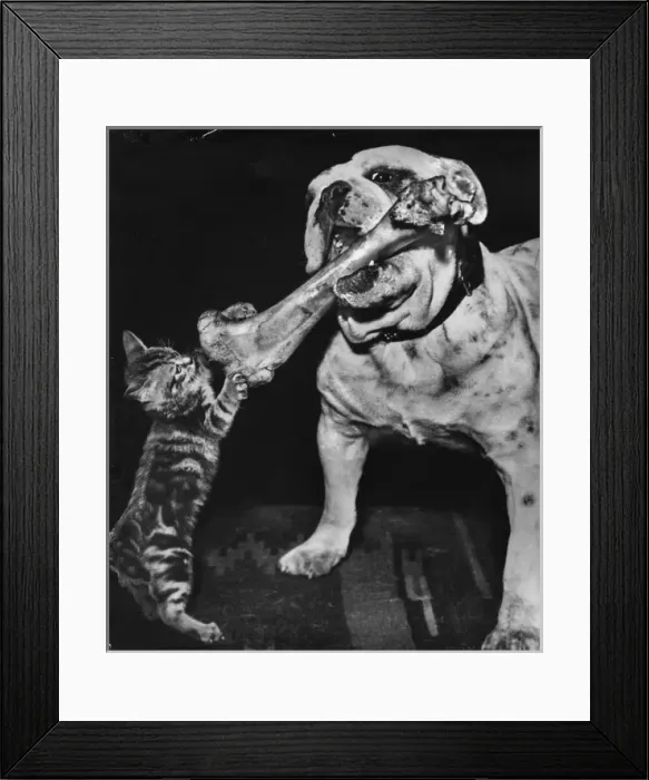 Framed Print : Bulldog and kitten with bone Framed Print : Bulldog and kitten with bone