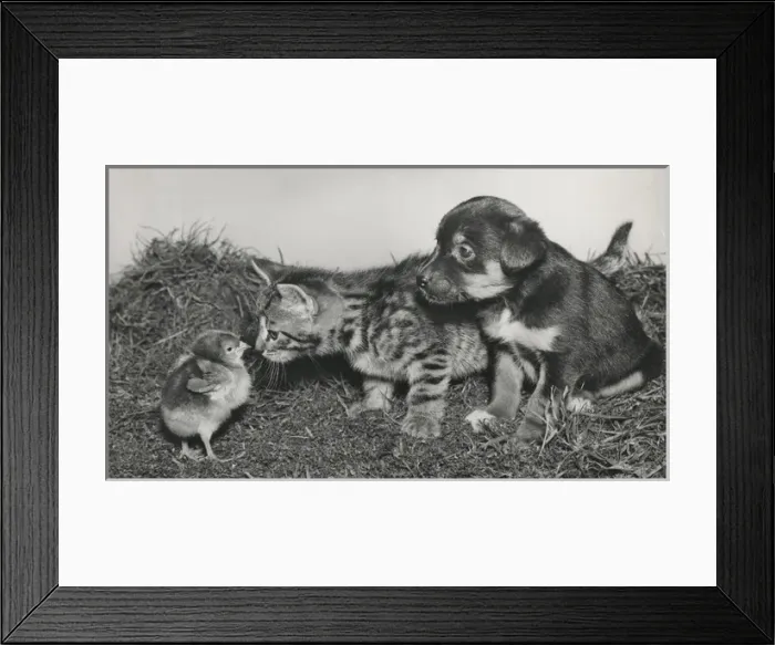 Framed Print : Chick, puppy and tabby kitten Framed Print : Chick, puppy and tabby kitten