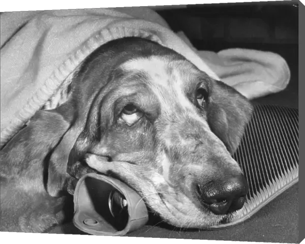 Basset hound with hot water bottle and blanket