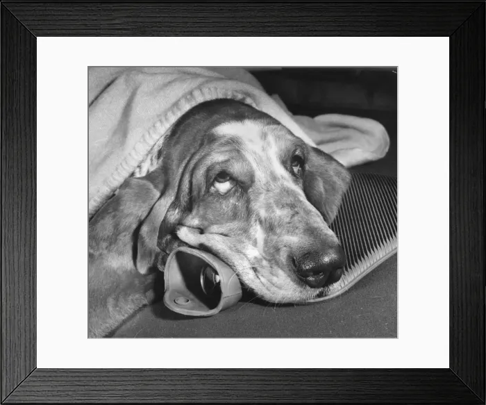 Framed Print : Basset hound with hot water bottle and blanket Framed Print : Basset hound with hot water bottle and blanket