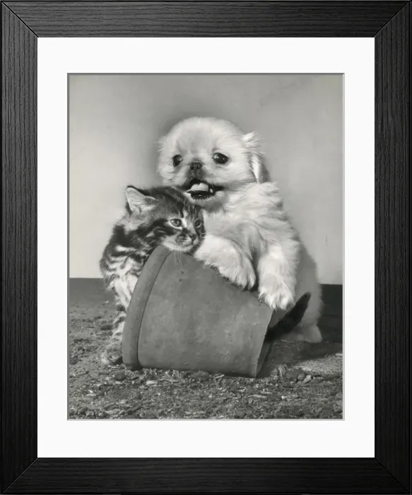 Framed Print : Tabby kitten, small white puppy and a plantpot Framed Print : Tabby kitten, small white puppy and a plantpot