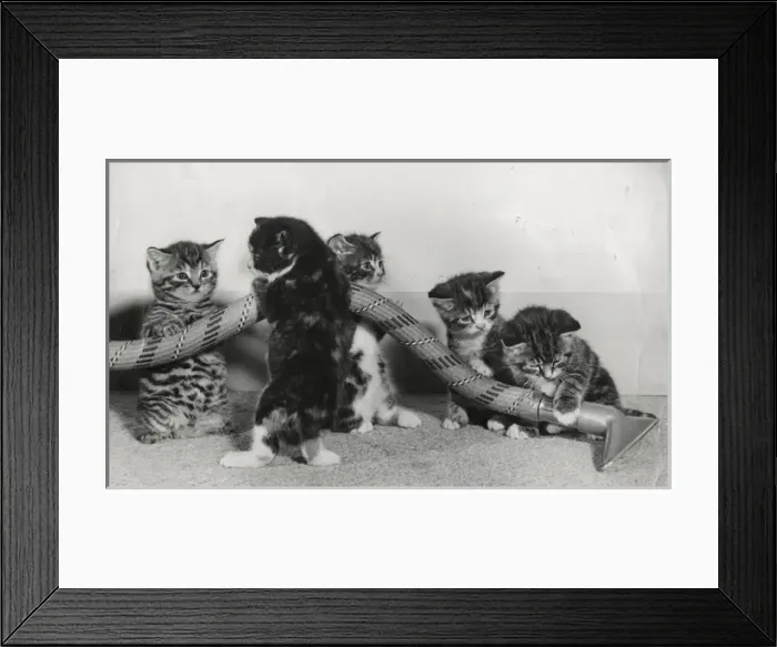 Framed Print : Kittens playing with a vacuum cleaner hose Framed Print : Kittens playing with a vacuum cleaner hose