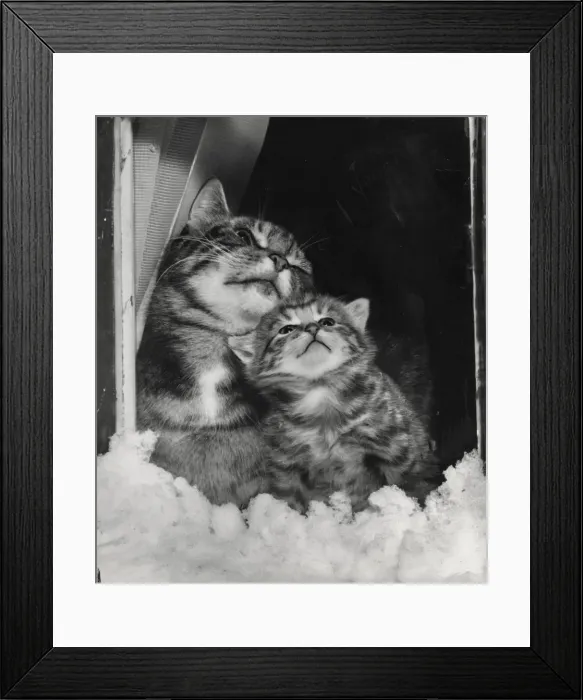Framed Print : Tabby cat and kitten look out at the snow Framed Print : Tabby cat and kitten look out at the snow