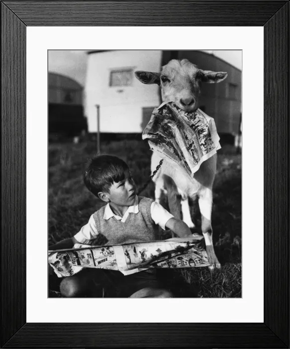 Framed Print : Boy and goat with comic magazine Framed Print : Boy and goat with comic magazine