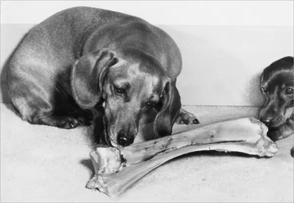 Two Dachshunds with a large bone