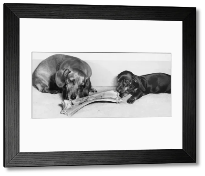Framed Print : Two Dachshunds with a large bone Framed Print : Two Dachshunds with a large bone