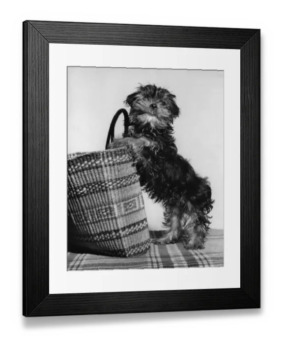 Framed Print : Small terrier dog with shopping basket Framed Print : Small terrier dog with shopping basket