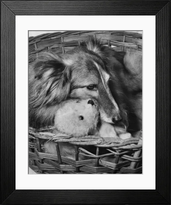 Framed Print : Shetland Collie and Teddy Bear Framed Print : Shetland Collie and Teddy Bear