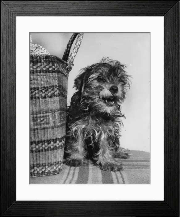 Framed Print : Small terrier dog with shopping basket Framed Print : Small terrier dog with shopping basket