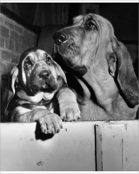 Two bloodhounds