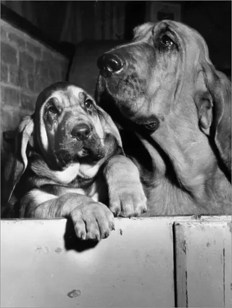 Two bloodhounds