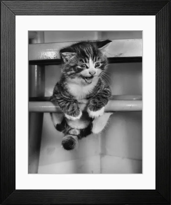 Framed Print : Tabby kitten balancing on a chair Framed Print : Tabby kitten balancing on a chair