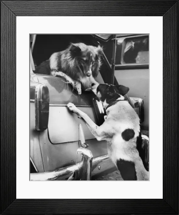 Framed Print : Two dogs at the back of a car Framed Print : Two dogs at the back of a car