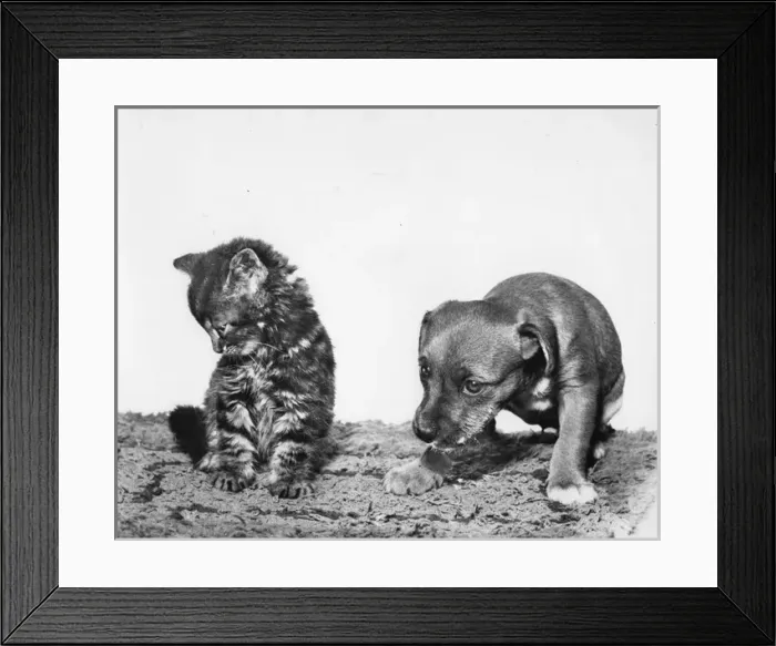 Framed Print : Kitten and puppy looking subdued Framed Print : Kitten and puppy looking subdued