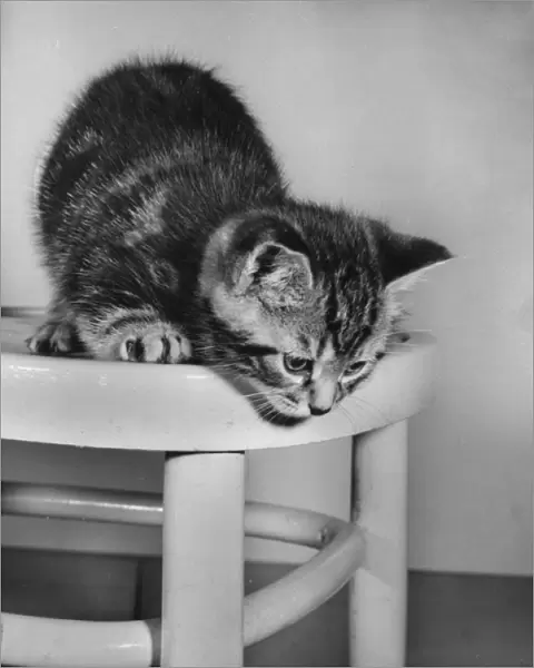 Tabby kitten looking down from a chair