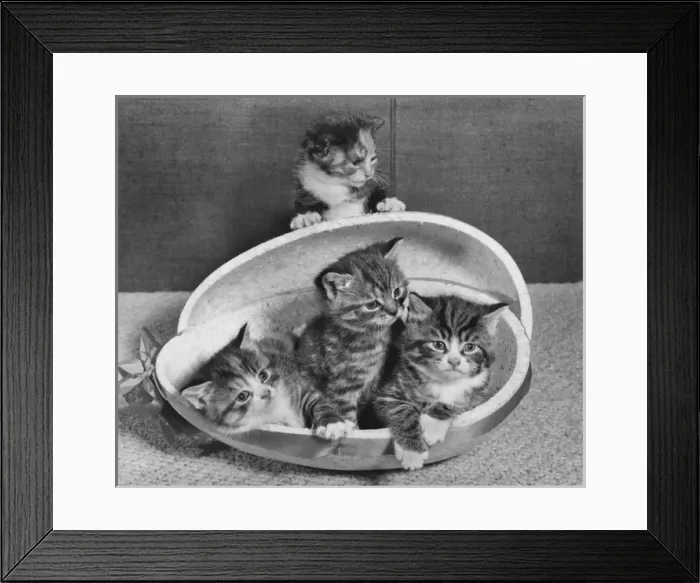 Framed Print : Four tabby kittens with Easter egg container Framed Print : Four tabby kittens with Easter egg container