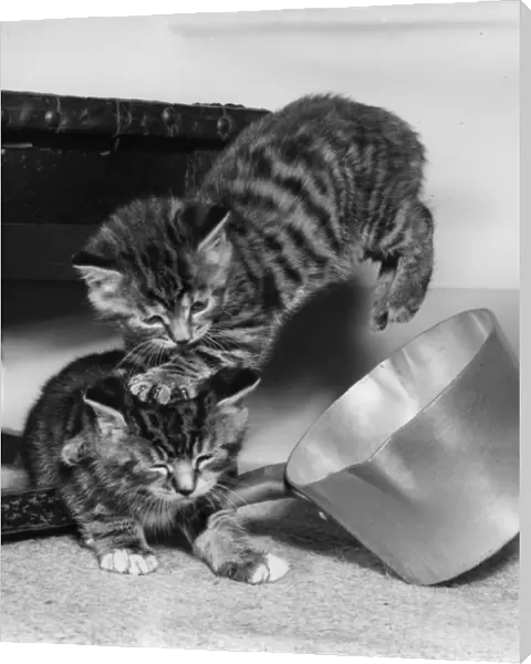 Two tabby kittens playing with a saucepan