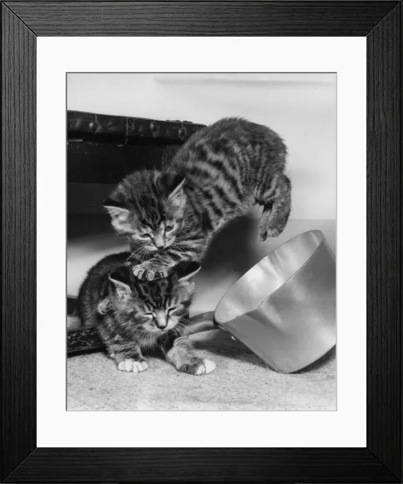 Framed Print : Two tabby kittens playing with a saucepan Framed Print : Two tabby kittens playing with a saucepan