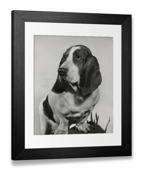 Framed Print : Basset hound on a log Framed Print : Basset hound on a log