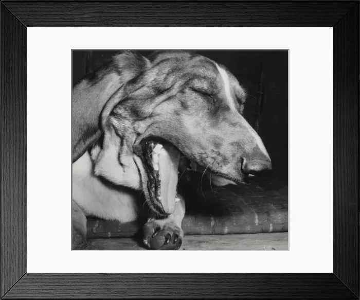 Framed Print : Large dog yawning Framed Print : Large dog yawning