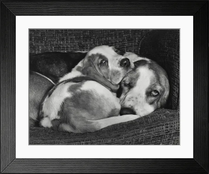 Framed Print : Two Basset hounds on a sofa Framed Print : Two Basset hounds on a sofa