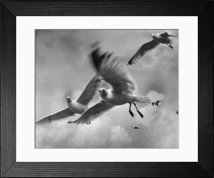 Framed Print : Seagulls in flight Framed Print : Seagulls in flight