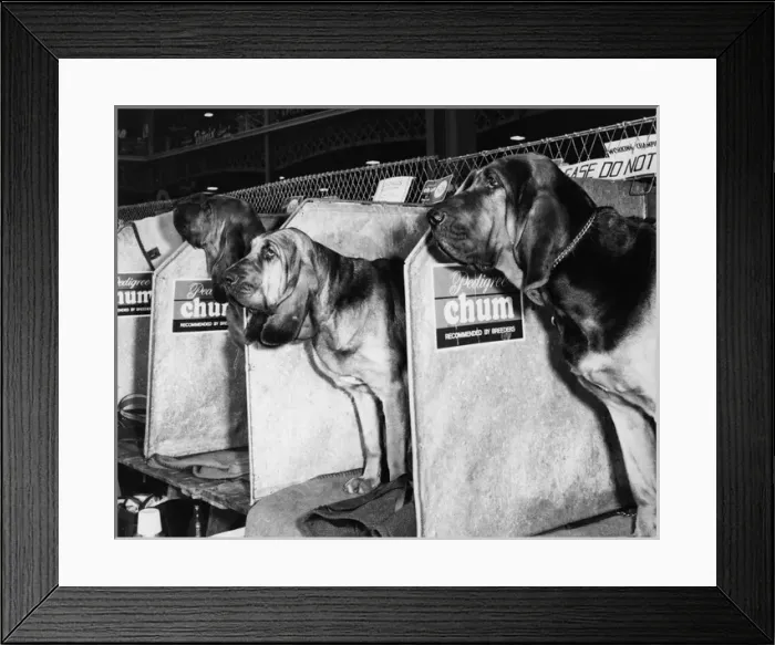 Framed Print : Bloodhounds in compartments at a dog show Framed Print : Bloodhounds in compartments at a dog show