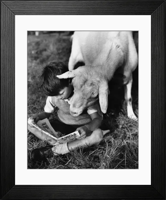 Framed Print : Boy and goat with comic magazine Framed Print : Boy and goat with comic magazine