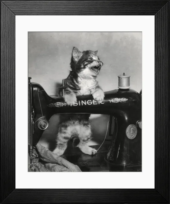 Framed Print : Tabby kitten with Singer sewing machine Framed Print : Tabby kitten with Singer sewing machine