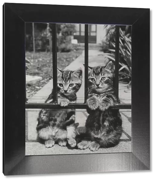 Two tabby kittens behind railings