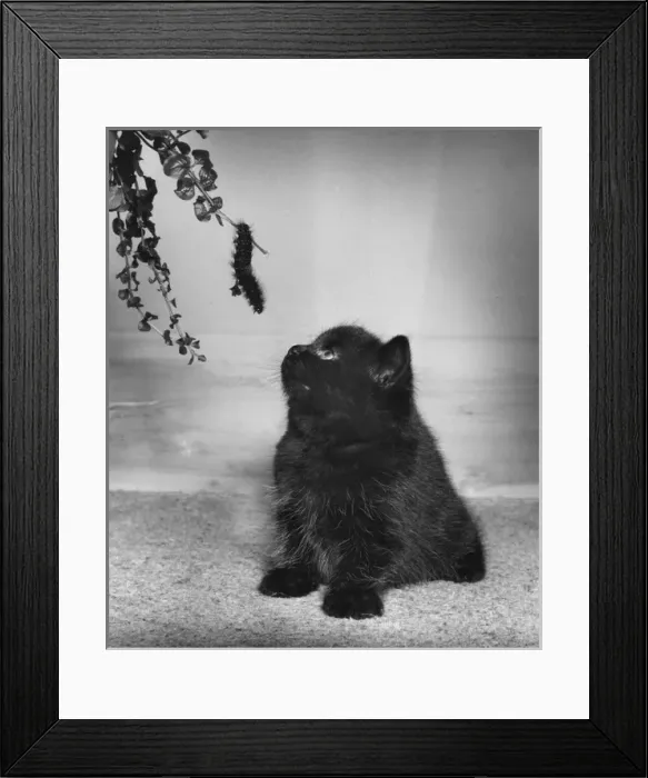 Framed Print : Black kitten looking up at a caterpillar on a branch Framed Print : Black kitten looking up at a caterpillar on a branch