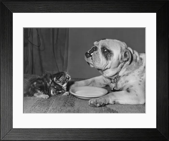 Framed Print : Bulldog and kitten with saucer of milk Framed Print : Bulldog and kitten with saucer of milk