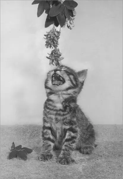 Tabby kitten reaching for a branch