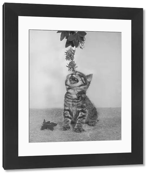 Tabby kitten reaching for a branch