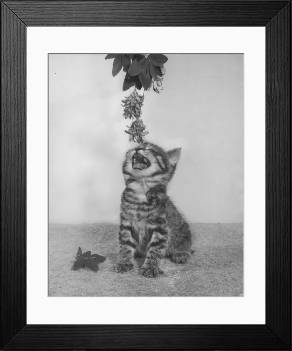 Framed Print : Tabby kitten reaching for a branch Framed Print : Tabby kitten reaching for a branch